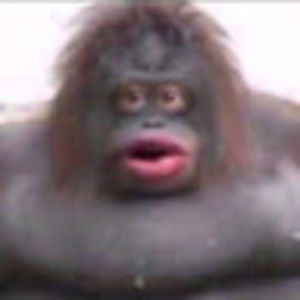 Meet your Posher, Maxwell